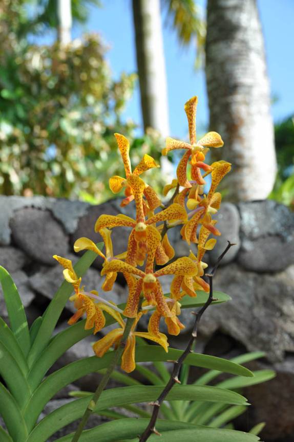 Lindas orquídeas no Jardim Botânico de Nevis - Caribe